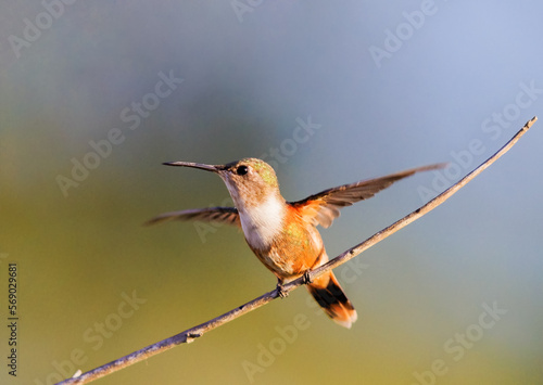 Bahama Woodstart perched on a skinny branch