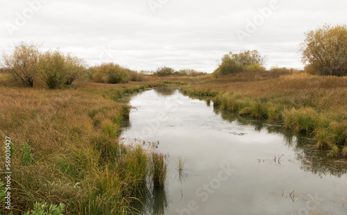 Autumn landscape. Not a big river, the gray, cold sky is reflected in the waters. Both banks are covered with high, red, mature grass, bushes with green leaves grow. Mainly cloudy.