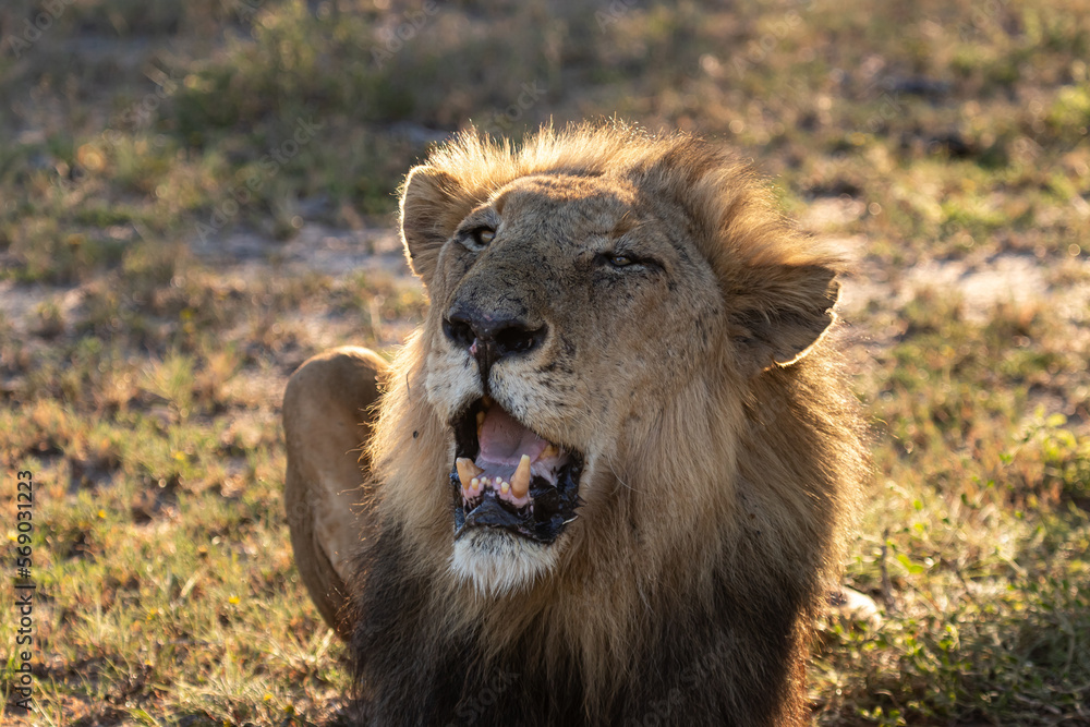 Majestic Lion Majestic Lion