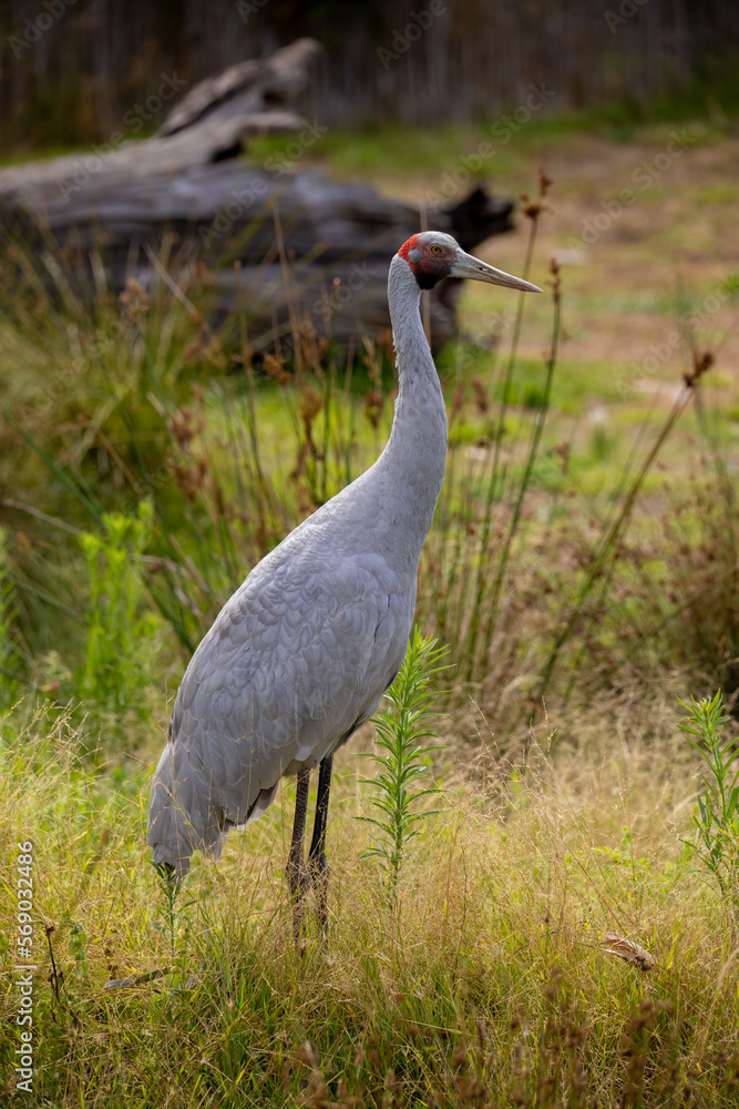 Obraz premium Brolga