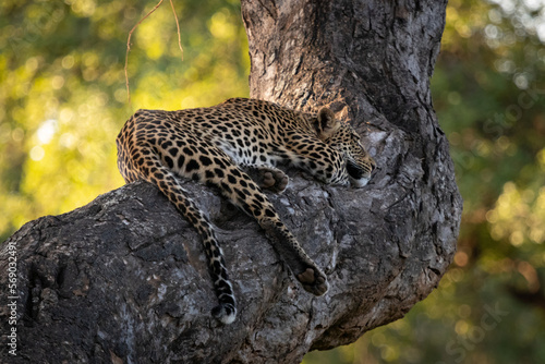 leopard resting on the tree