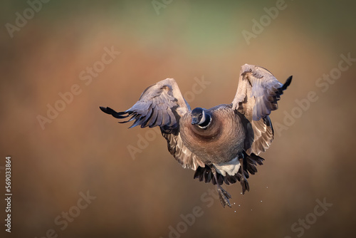 cackling goose coming in for a landing
