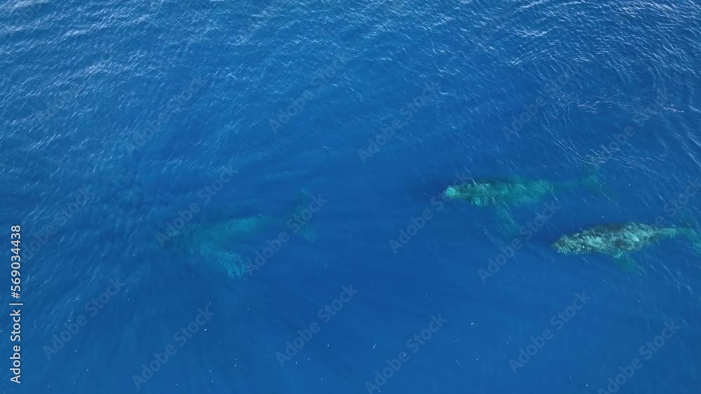 Humpback Whales (Megaptera Novaeangliae) Enjoying The Warm Tropical Waters Of Hawaii After Their Long And Arduous Migration From Alaska. Humpback Whales (Megaptera Novaeangliae) Enjoying The Warm Tropical Waters Of Hawaii After Their Long And Arduous Migration From Alaska.