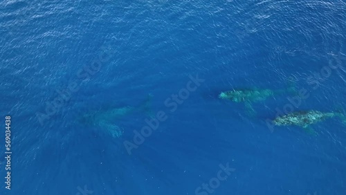 Wallpaper Mural Humpback Whales (Megaptera Novaeangliae) Enjoying The Warm Tropical Waters Of Hawaii After Their Long And Arduous Migration From Alaska.  Torontodigital.ca