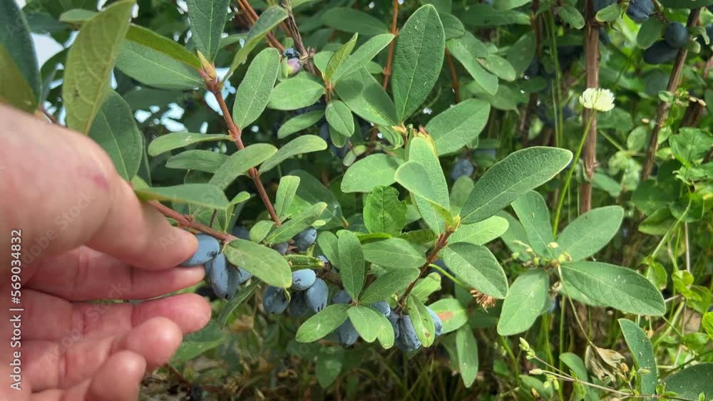 Close-up shot of plump and ripe haskap berries being picked from a lush, green bush Close-up shot of plump and ripe haskap berries being picked from a lush, green bush