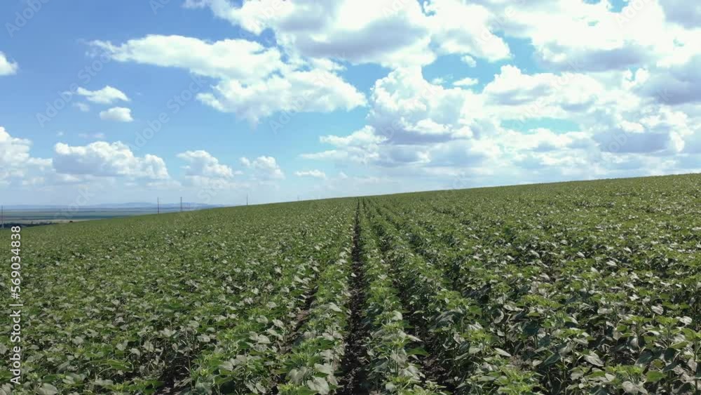 Field Of Unflowered Sunflowers Planted In Rows - aerial drone shot Field Of Unflowered Sunflowers Planted In Rows - aerial drone shot