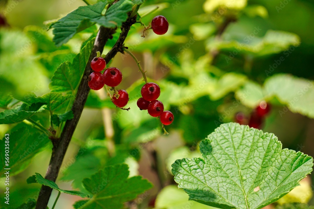 red currant on a bush