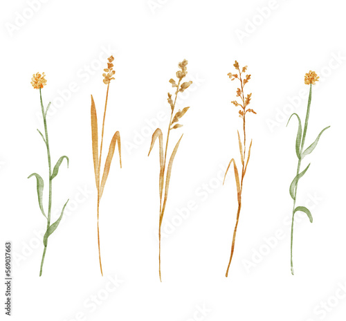 Set of watercolor illustrations of yellow plants and wildflowers isolated on white background. Hand painted illustrations