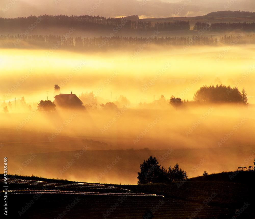 Obraz premium 朝霧の彩り(美瑛町)