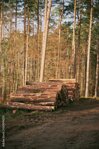 Lumber stored in stacked piles in forest. Close up of wooden logs sorted.