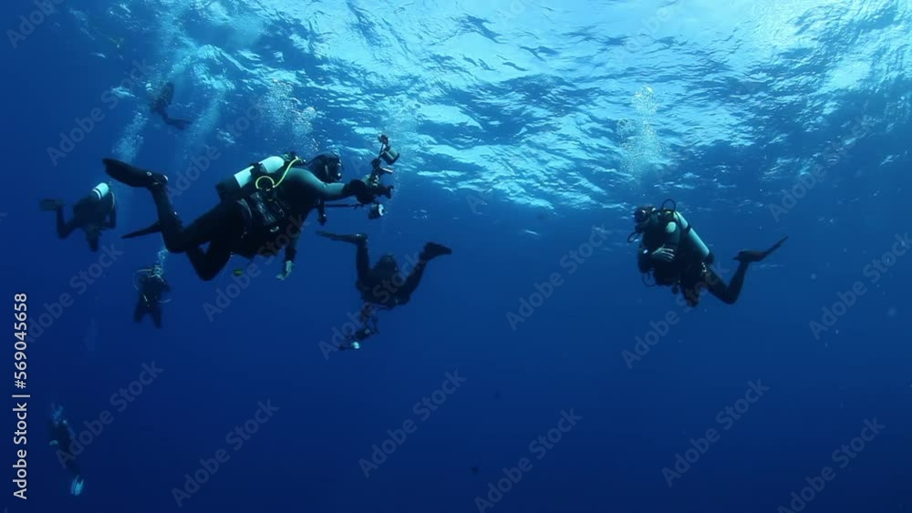 School of divers on the blue background of the sea under water underwater in search of food. Diving in world of colorful beautiful wildlife of corals reefs. Shots in Mexico Socoro. School of divers on the blue background of the sea under water underwater in search of food. Diving in world of colorful beautiful wildlife of corals reefs. Shots in Mexico Socoro.