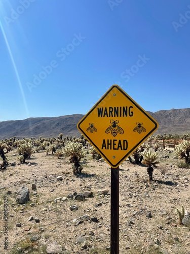 Cholla Cactus 