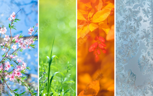 Four seasons of year. Set of nature vertical banners. Spring, summer, autumn, winter. Collage. Copy space