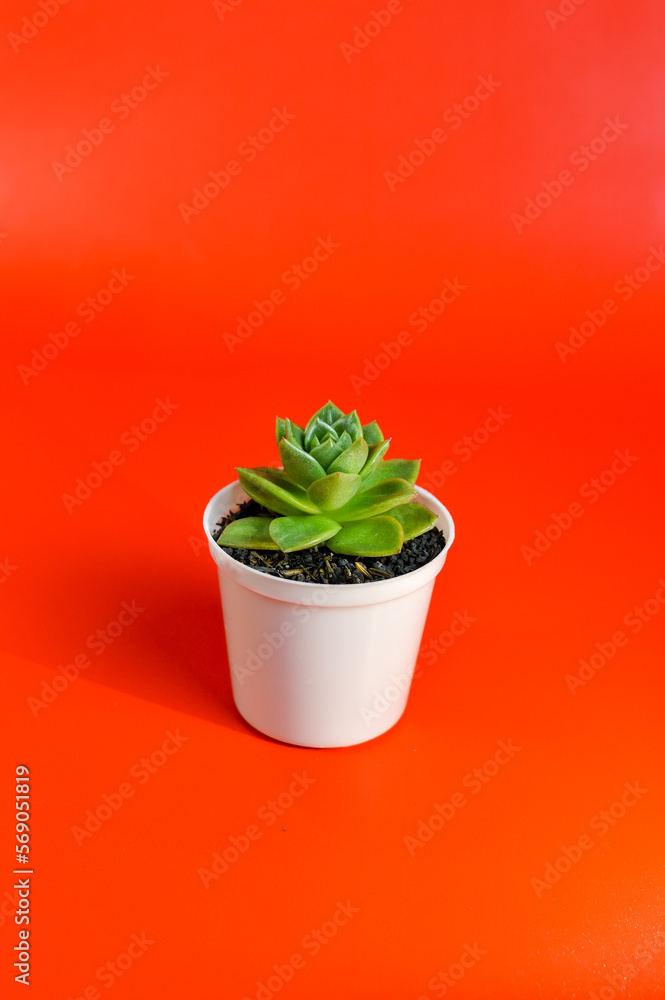 Fototapeta premium Succulent growing plants close up on white pot in isolated red background