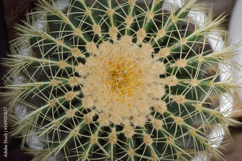 Close-up top view of a cactus.Grownup and big size in white pot