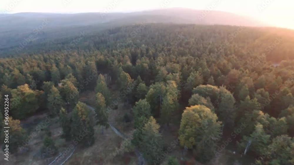 flying towards the sun over forest flying towards the sun over forest