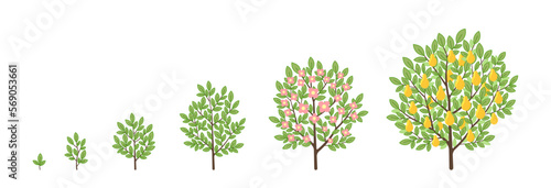 Pear tree growth stages. Fruit tree life cycle. Vector infographic illustration.