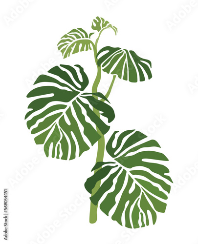 Monstera plant pot leaf tree nature green houseplant flower growth potted botany gardening flora leaves vector illustration flowerpot branch
