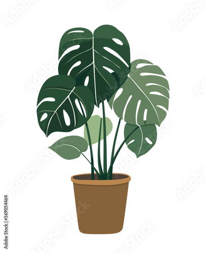 Monstera plant pot leaf tree nature green houseplant flower growth potted botany gardening flora leaves vector illustration flowerpot branch