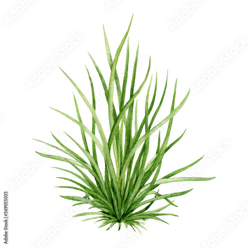 Green grass bunch illustration. Hand drawn watercolor plant image. Grass tuffet with stems. Meadow, field, garden landscape element. Fresh natural plant illustration.