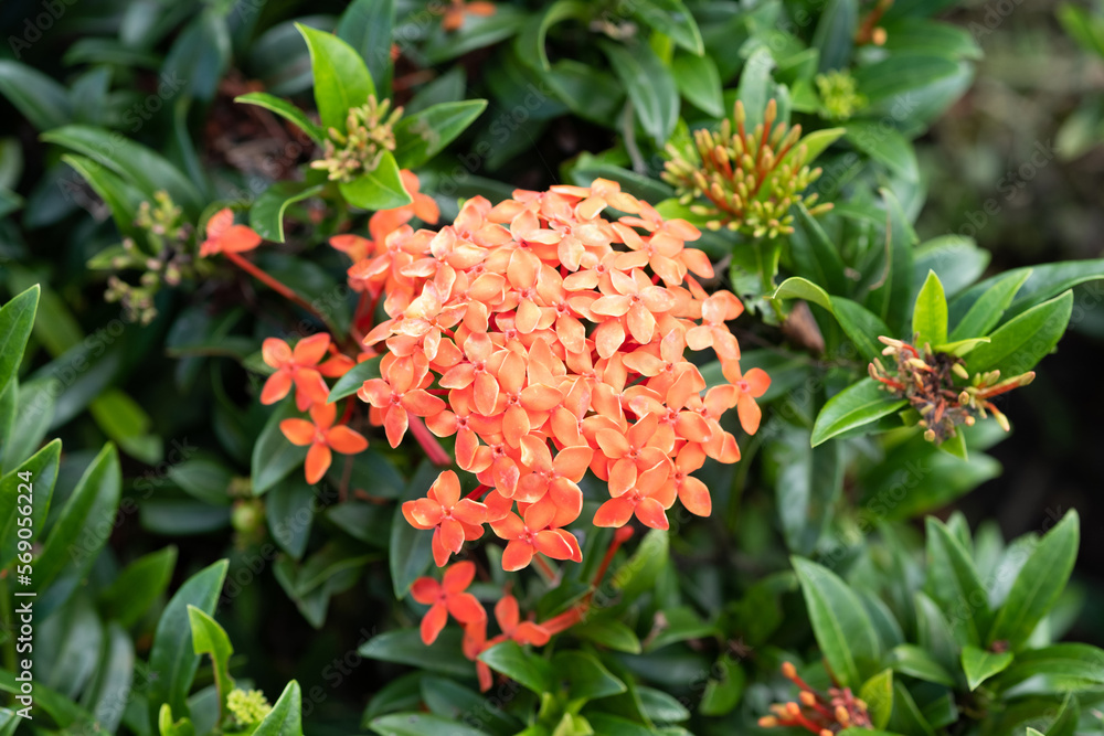 Red Ixora flowers or Jungle geranium