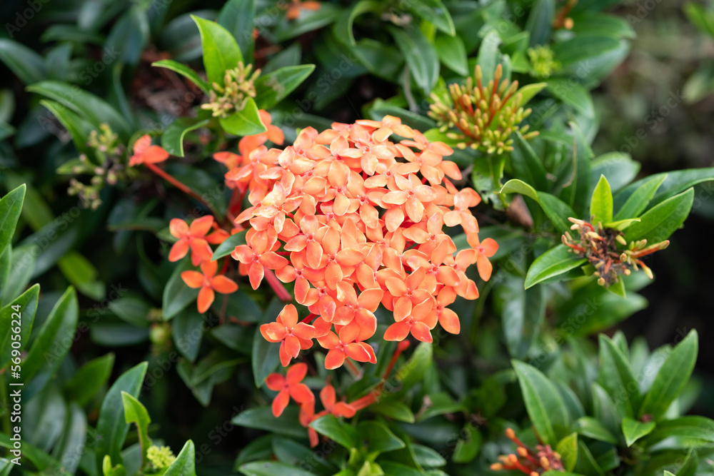 Red Ixora flowers or Jungle geranium Red Ixora flowers or Jungle geranium
