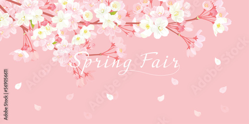 桜　背景イラスト