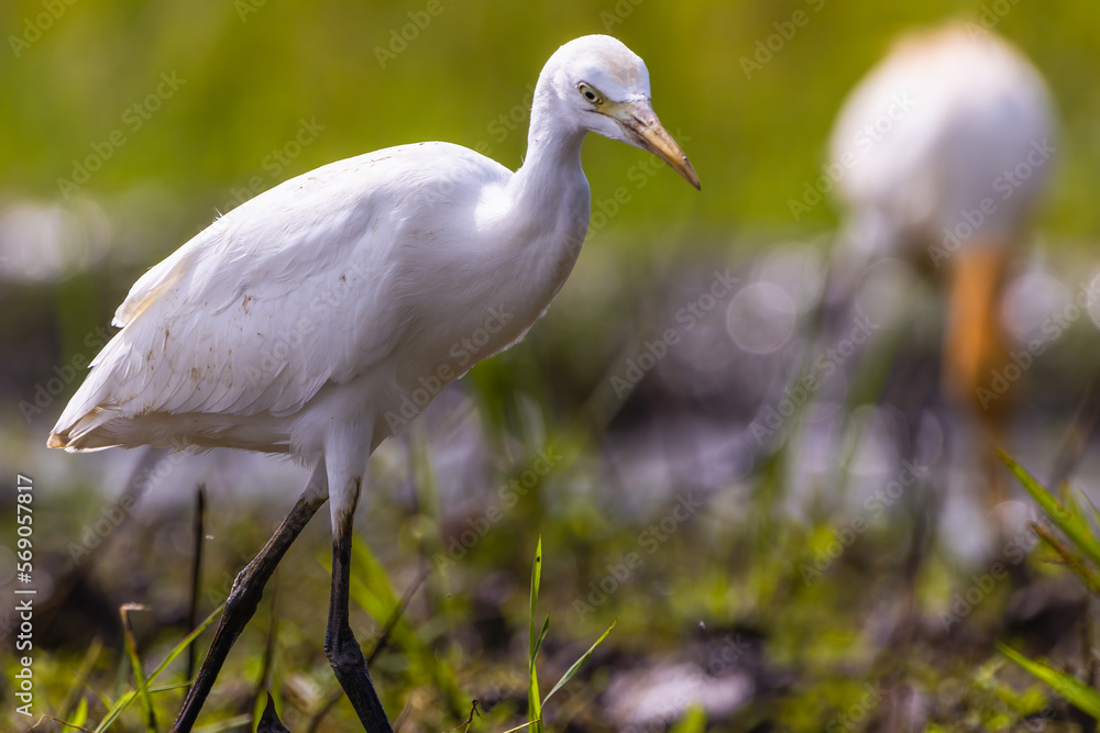 Obraz premium White egret birds (egretta garzetta) are standing in a watery paddy field looking for food, is a species of small heron in the family Ardeidae
