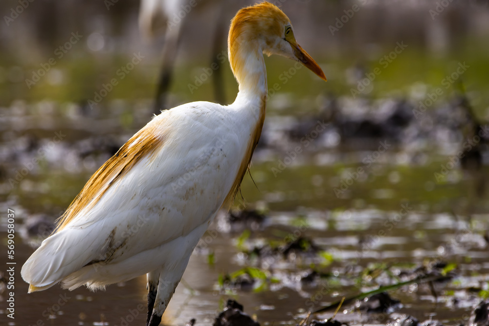White egret birds (egretta garzetta) are standing in a watery paddy field looking for food, is a species of small heron in the family Ardeidae White egret birds (egretta garzetta) are standing in a watery paddy field looking for food, is a species of small heron in the family Ardeidae