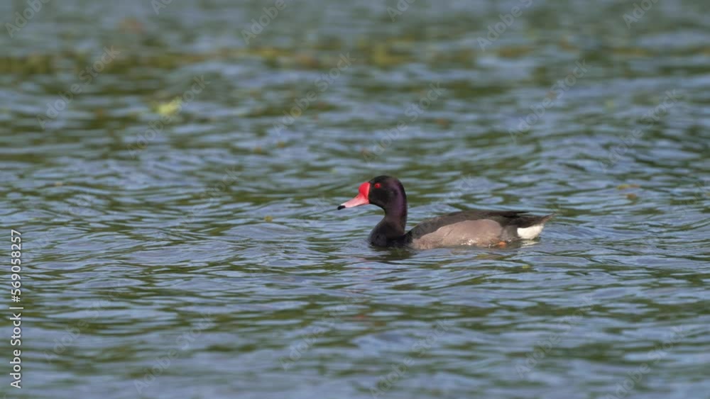 Endemic South America freshwater duck species, wild male rosy-billed pochard, netta peposaca spotted paddling on lugano lake, ecological reserves costanera sur in downtown Buenos aires, close up shot. Endemic South America freshwater duck species, wild male rosy-billed pochard, netta peposaca spotted paddling on lugano lake, ecological reserves costanera sur in downtown Buenos aires, close up shot.