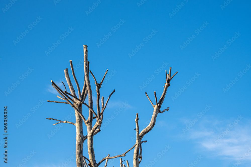 pruned plane trees and branches. topiary. pruned plane trees and branches. topiary.