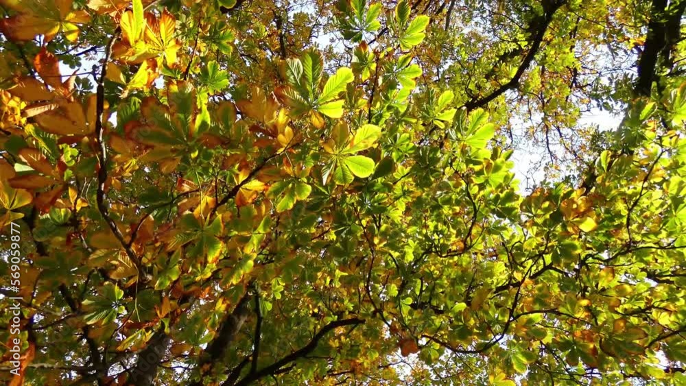 Early Autumn walk underneath oak trees revealing numerous colors of leaves - Hagley Park, Christchurch (New Zealand) Early Autumn walk underneath oak trees revealing numerous colors of leaves - Hagley Park, Christchurch (New Zealand)