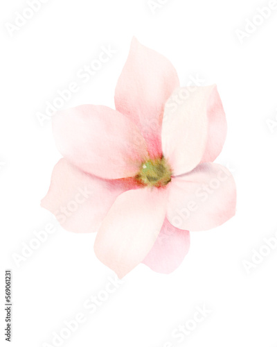 pink flower isolated on white © Aekkasit watercolors