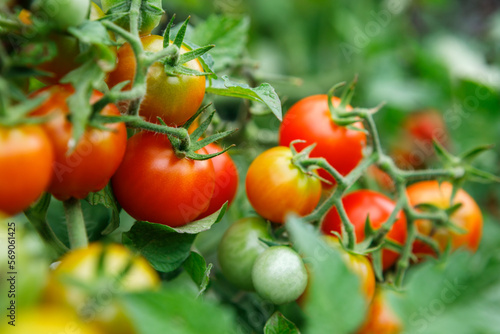 Close up of clusters of organically homegrown cherry tomatoes at various stages of ripening growing in a container in a kitchen garden