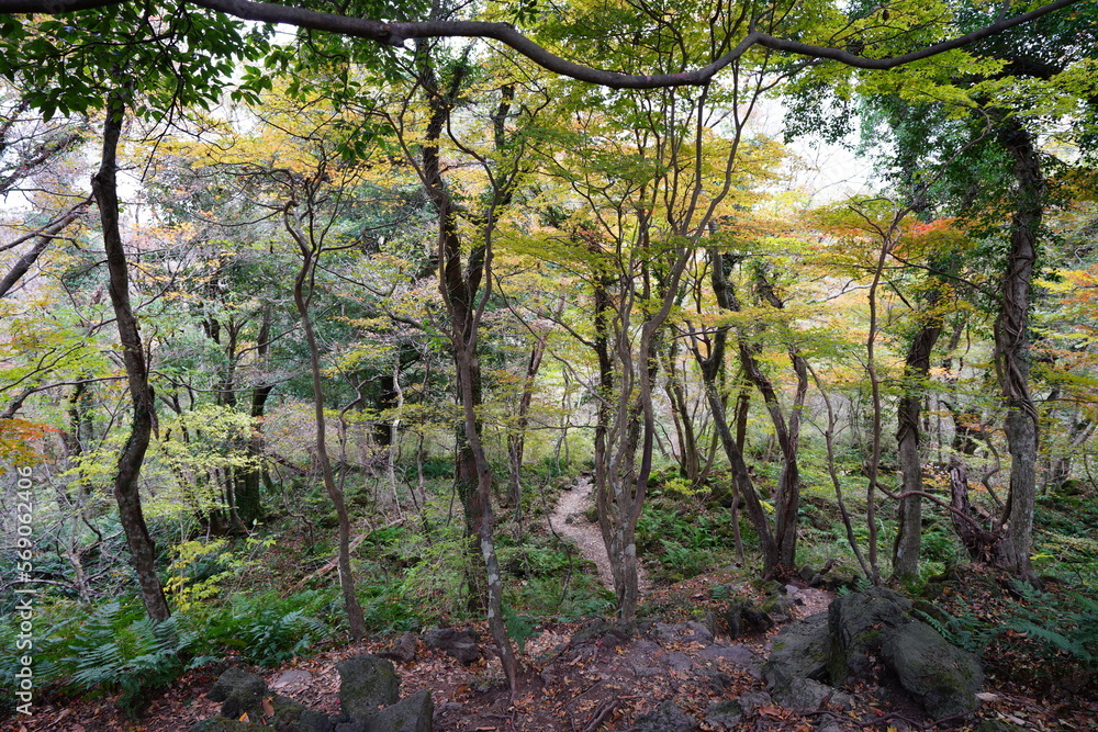 Naklejka premium fine autumn path through old trees