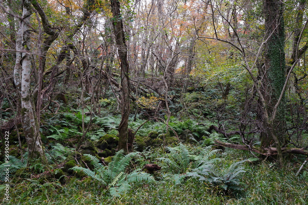 thick wild forest in autumn
thick wild forest in autumn