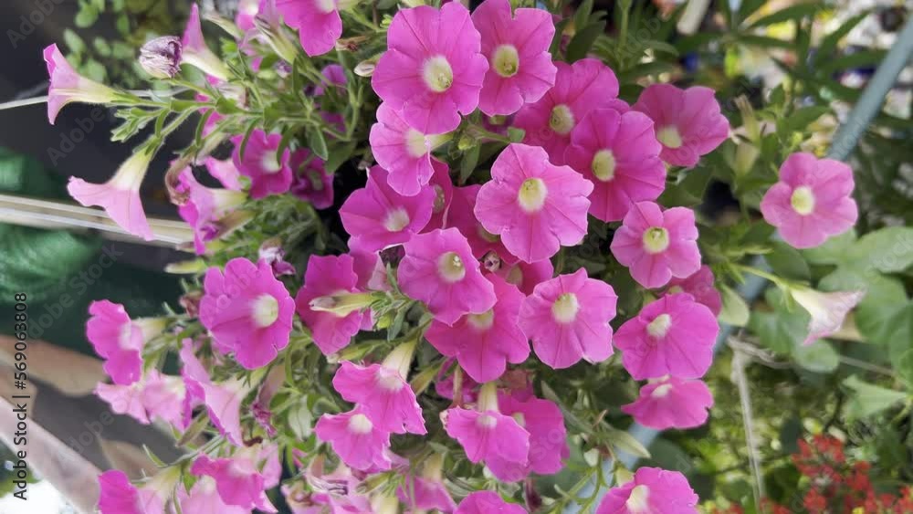 pink flowers in full bloom. pink flowers in full bloom.