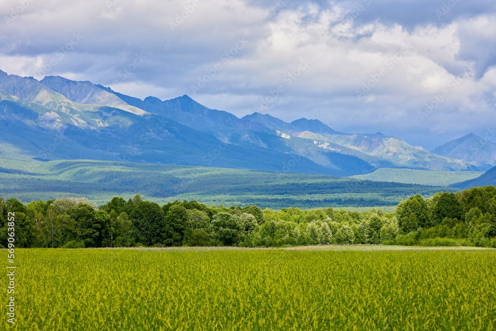 Green field on the background of mountains in summer