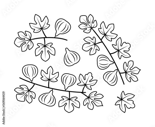 Fig branches and fig fruit vector line icons. Isolated collection of line icons fig branches on white background.