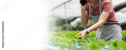 Asian female gardener checking and contacting her son who calls to place an order for fresh lettuce. in hydroponics farm The concept of hydroponics vegetables.
