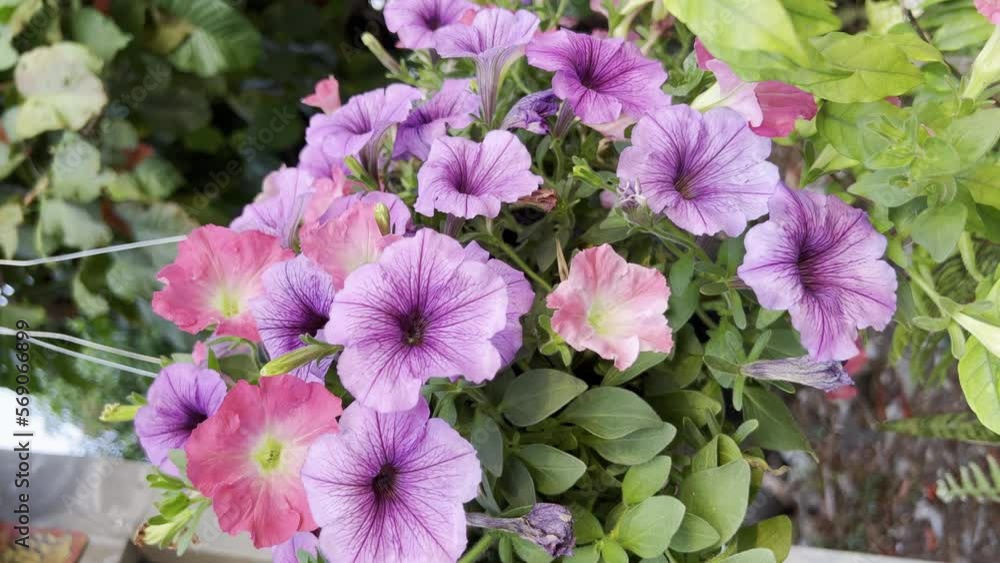 purple flowers in full bloom. purple flowers in full bloom.