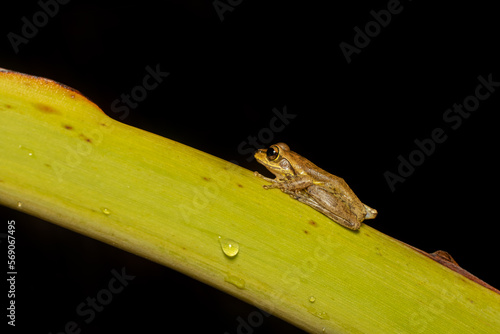 Boophis doulioti, endemic species of frog in the family Mantellidae. Tsingy de Bemaraha, Madagascar wildlife animal photo