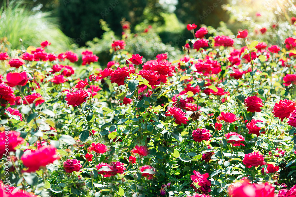 Rose flowers on the background of blurred red roses flower in rose garden. Nature.