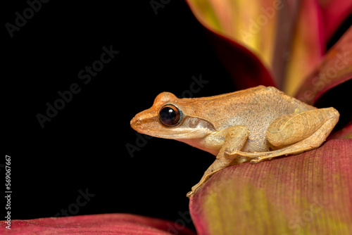 Boophis tephraeomystax, endemic species of frog in the family Mantellidae. Ranomafana National Park, Madagascar wildlife animal photo