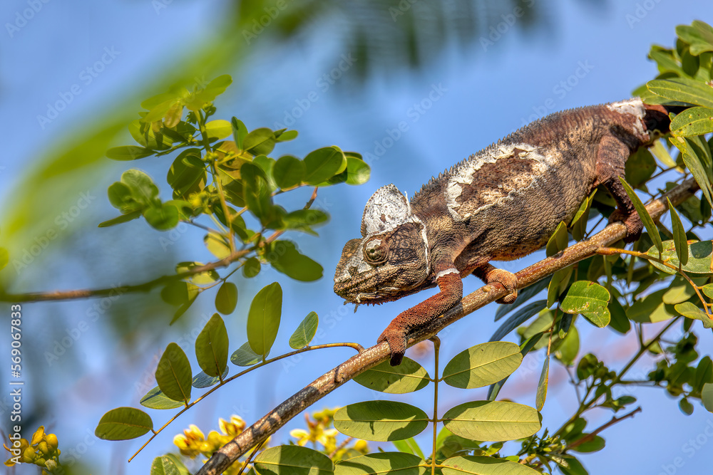 Fototapeta premium Malagasy giant chameleon or Oustalet's chameleon (Furcifer oustaleti), large species of endemic chameleon, Miandrivazo. Madagascar wildlife animal