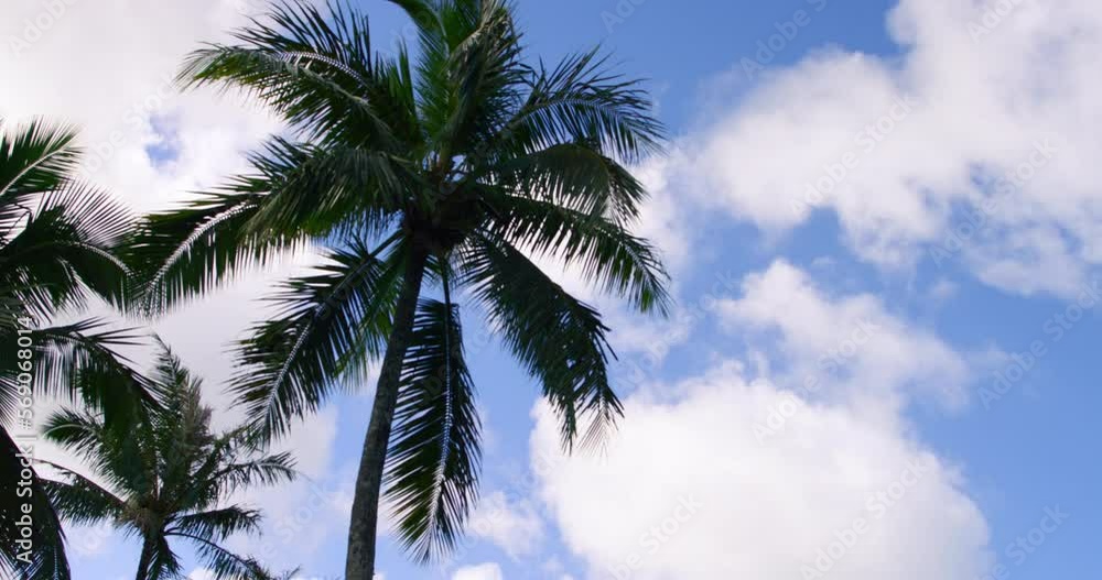 High Angle View Panning Tall Palm Trees Against A Blue Sky (Shot On Red) - Oahu, Hawaii High Angle View Panning Tall Palm Trees Against A Blue Sky (Shot On Red) - Oahu, Hawaii