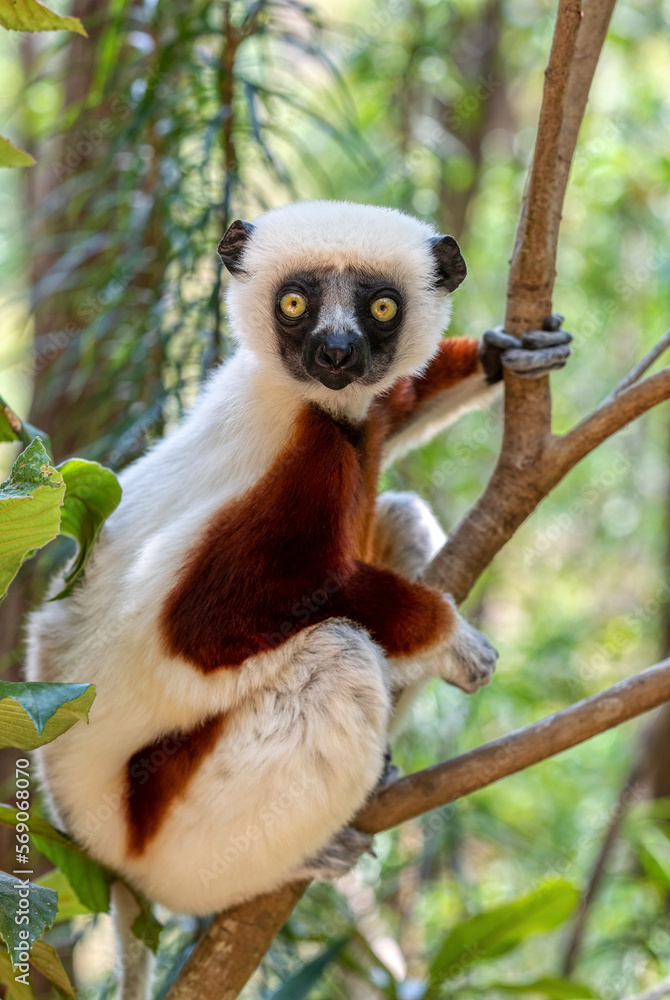 Fototapeta premium Beautiful Coquerel's sifaka lemur, (Propithecus coquereli). Endangered endemic animal sitting on tree trunk in natural habitat. Reserve Peyrieras Madagascar Exotic, Madagascar wildlife animal.