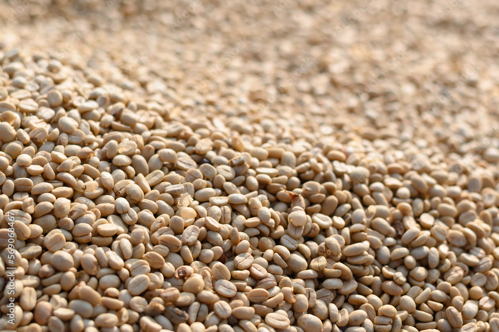 Obraz premium Dry Arabica Coffee