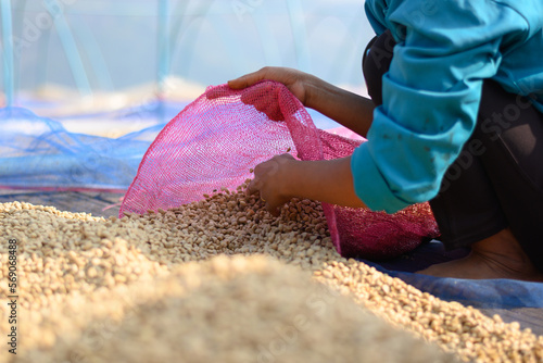 dried coffee beans photo