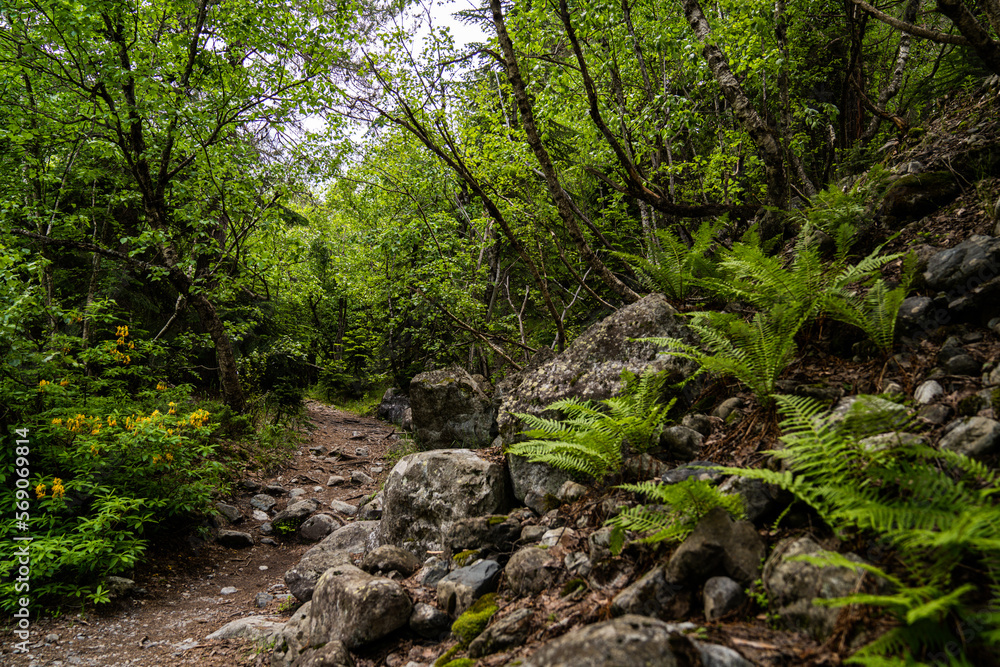 Grüner Waldweg Wanderweg mit Wurzeln Farn Grüner Waldweg Wanderweg mit Wurzeln Farn